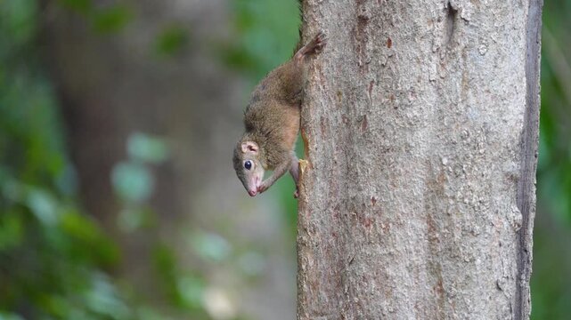 squirrel Treeshrew  on a tree