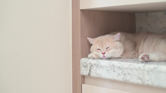 Peaceful cream british shorthair cat sleeping relaxed on bright white marble counter