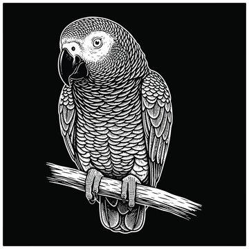 Detailed illustration of a parrot bird 3.