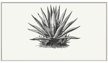 Fototapeta premium Vintage hand-drawn sketch of an agave cactus, botanical engraving style illustration.