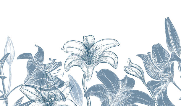 Lily flower delicate blue vector seamless border. Botanical floral silhouette and outline repeat for design. Engraved lily pattern for textile. Flowers monochrome backdrop for greeting card or fabric.