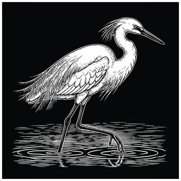 Large White Bird Wading Water.