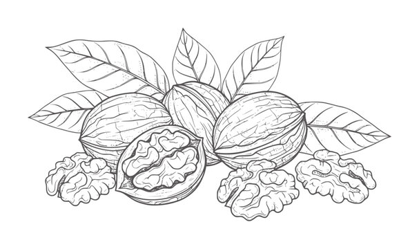Black and white of walnuts with leaves and kernels leaf