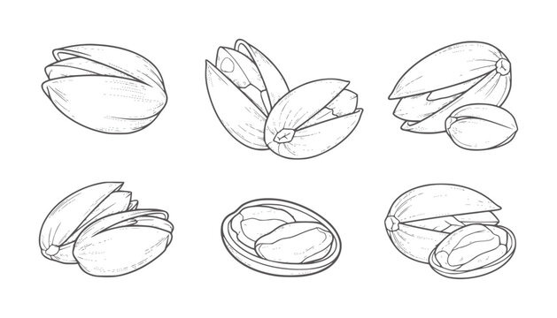 Six line of pistachios in various open and closed states food black