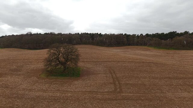 Isolated oak tree rooted in expansive harvested field beneath heavy overcast sky. Rolling farmland meeting dense forest line with earthy textures and muted tones creating quiet rural mood. Countryside