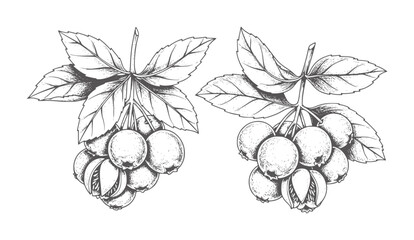 Two ink of berry clusters with leaves fruit leaf vintage © Rakibul V