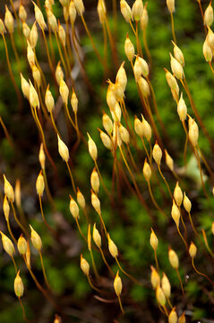 Common Haircap Moss (Polytrichum commune)