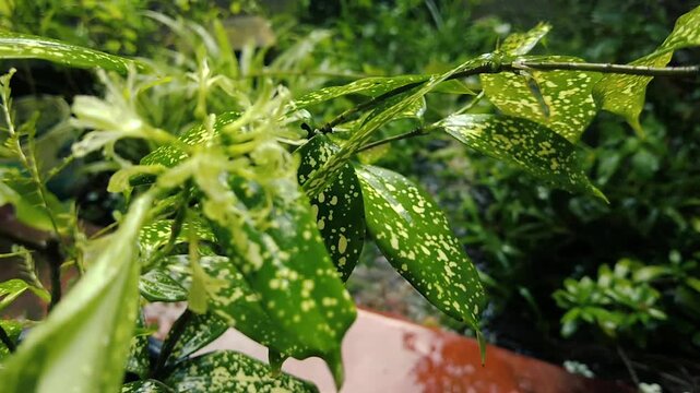 Close-up of variegated Aucuba Japonica leaves with unique yellow speckles in a vibrant garden