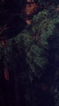 Lush green leaves cascade over an ancient, rustic structure as dusk casts a warm glow, creating a serene and enchanting scene in the forest. Nature thrives in perfect harmony.