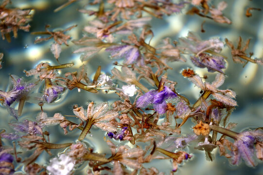 fleurs qui flottent 