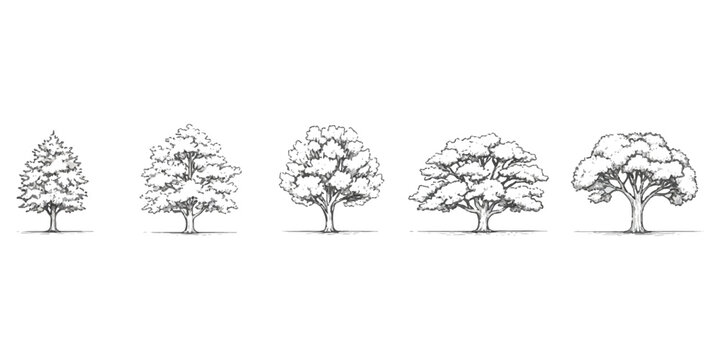 Set of five different hand drawn sketch style trees illustration