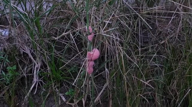 Pink apple snail eggs attached to rice stalks in a paddy field