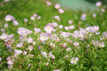 Fototapeta premium Beautiful delicate light pink evening primrose flowers grow in a lush green meadow on a bright sunny day during the warm spring season