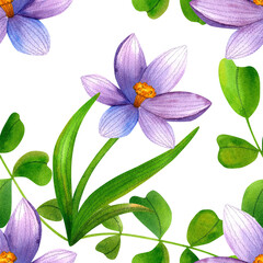 Fototapeta premium Purple crocus flowers intertwined with green leaves, seamless watercolor pattern. Fresh blue mountain flowers, hand drawn. Vibrant flowering plants for packaging, cosmetic fabric, and cards.