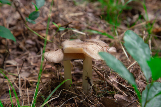 A close up macro photograph of two small pale wild pluteus mushrooms growing together among dry brown autumn leaves on the forest floor
