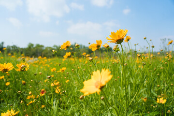 Obraz premium A bright field full of blooming yellow flowers grows under a clear blue sky during a sunny day in the spring season