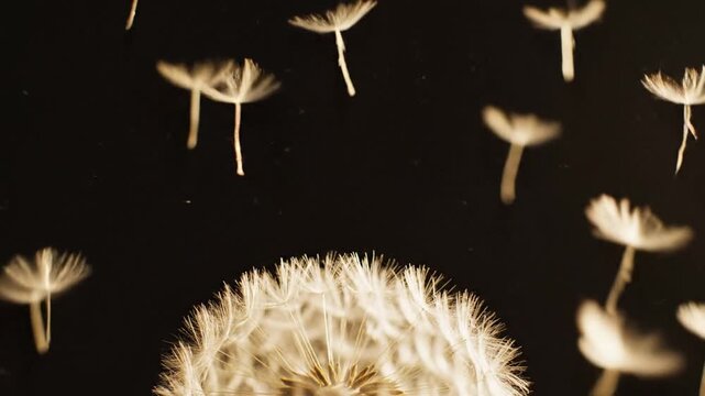 Macro of dandelion seeds with warm golden lighting on black