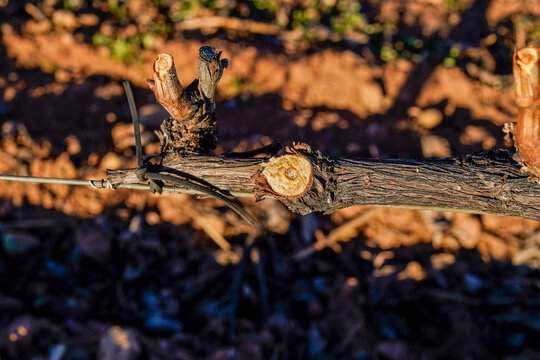Pruning cut on vine branch tied to trellis wire