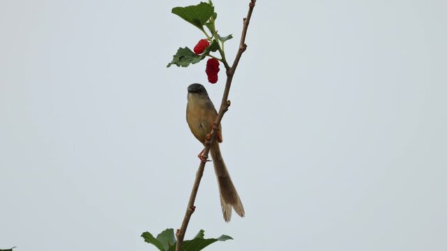 Close up of a small wild long-tailed songbird perched on a thin tree branch with red ripe berries against a clear bright sky background with ample copy space.