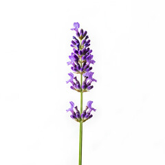 Obraz premium Lavender flower stem isolated on white background closeup shot.