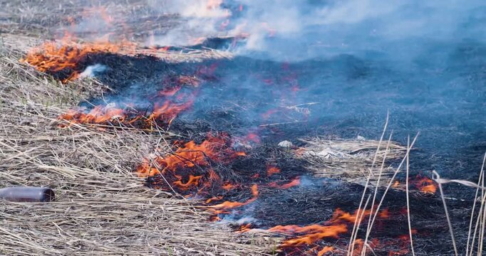 Experience the intensity of a wildfire in this gripping video as dry grass ignites and burns rapidly. The vibrant flames highlight the power of nature, reminding us of its unpredictable force.