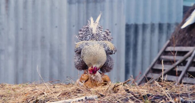 Rooster copulating with hen. Rooster and chicken mating or copulating. Rooster tramples red hen. Cock tramples laying hen. 60 FPS 4k footage.