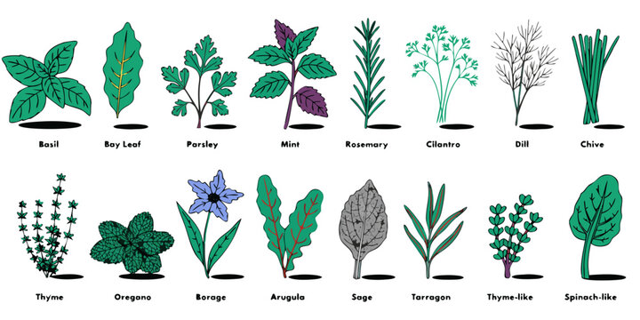 Comprehensive culinary herb collection set featuring popular aromatic cooking herbs cooking ingredients herb garden food preparation culinary arts plant life culinary botanical seasoning