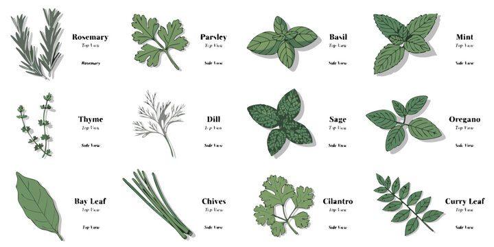 Educational herb reference chart showing various aromatic culinary herbs with bay leaf curry leaf cooking ingredients culinary arts plant species food preparation culinary botanical