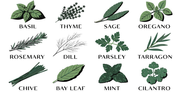 Set of fresh green culinary herbs for cooking and seasoning with bay leaf culinary arts food preparation cooking flavor culinary rosemary tarragon cilantro seasoning ingredients