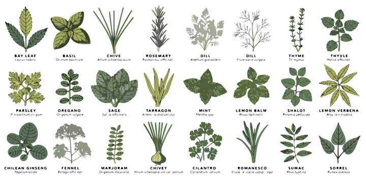 Detailed botanical illustration collection of culinary herbs and aromatic plants with bay leaf lemon balm lemon verbena cooking ingredients plant species culinary arts botanical culinary