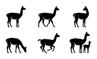 vector llama set on white background © Mariyam