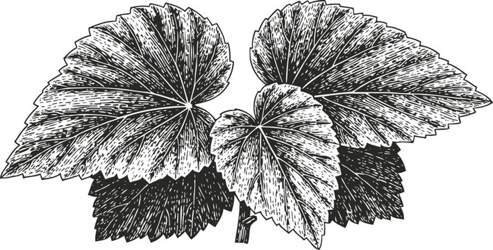 Detailed botanical illustration of begonia leaves with textured veins and natural shading