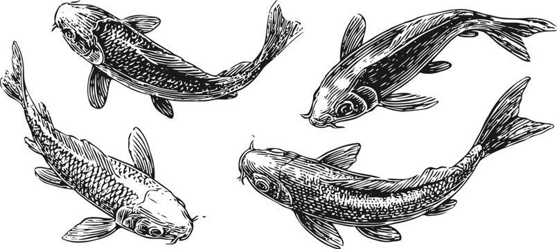 Four koi fish swimming hand drawn black and white fish sketch, japanese carp art illustration