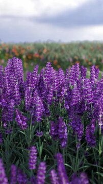 Fields of lavender stretch endlessly, with tall purple flowers standing proudly against a backdrop of colorful blossoms. A soothing breeze carries their calming scent.