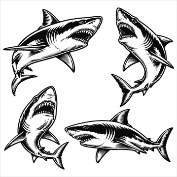 Set of vector design illustrations depicting ferocious sharks in various predatory poses, ready to attack