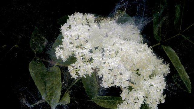 White elderflower bloom with smoke veils curling around petals, wispy translucent ribbons create soft motion against black backdrop, studio macro