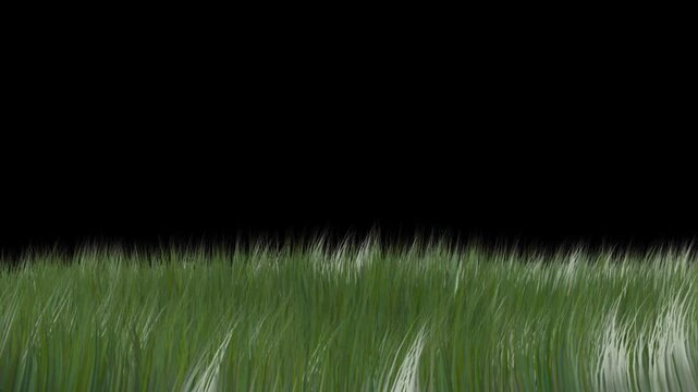 Green grass on black background.