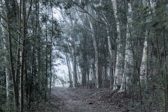 path through forest , Swellendam, South Africa
