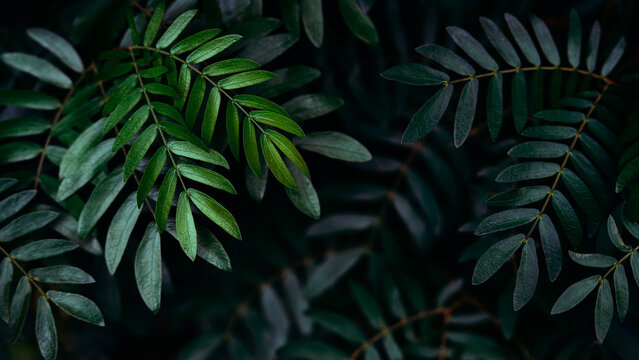 Lush green tropical leaves in a dark moody jungle, Mysterious nature background with deep shadows and textures.