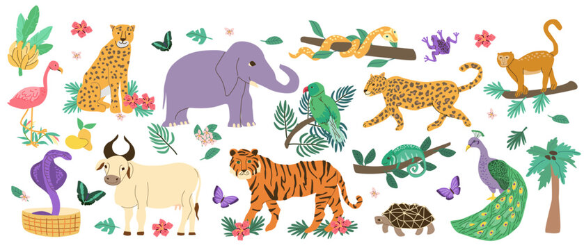 Set of India animals. Cartoon flat vector illustration isolated on white. Bengal tiger, peacock, white cow or zebu, star turtle, cobra and rose ringed parakeet, other tropical animals for south asia.