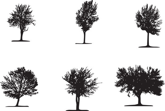 Black silhouette of a bare deciduous tree with intricate branches on white background
