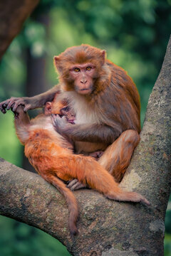 Monkey sitting on the tree with her baby. Portrait of sitting macaque monkeys in the jungle of Nepal, Asia.