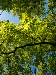 Fototapeta premium Upward Tree Canopy Spring Green Leaves Blue Sky Backlit Sunlight Nature Forest Botanical Background