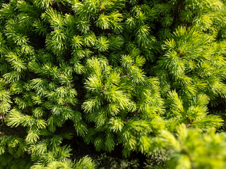 Fototapeta premium Juniper Fresh Spring Growth Lime Green Needle Conifer Texture Close Up Garden Botanical Background