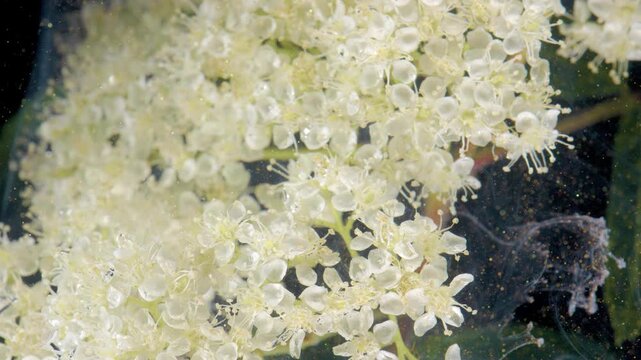 Close up elderflower stamens with dew and tiny droplets, translucent petals and minute anthers revealed in high detail, studio macro focus exposing