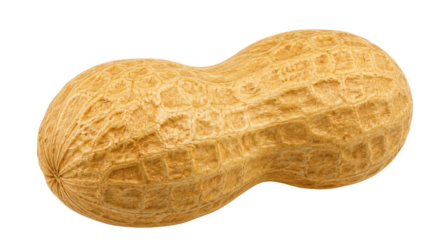 a big whole peanut with shell isolated on white or transparent png