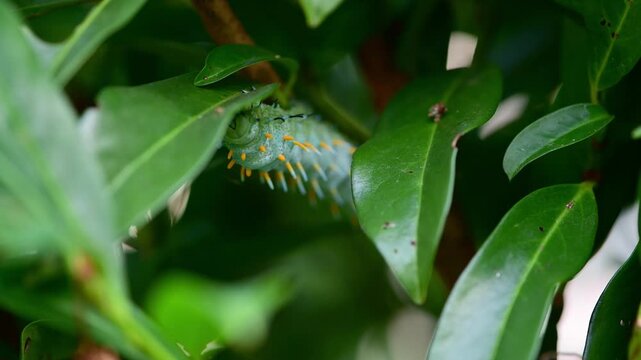 Caterpillar of the Atlas moth (Attacus atlas) hidden behind a leaf. 