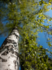 Fototapeta premium Birch Tree White Bark Upward View Spring Green Leaves Blue Sky Forest Nature Background