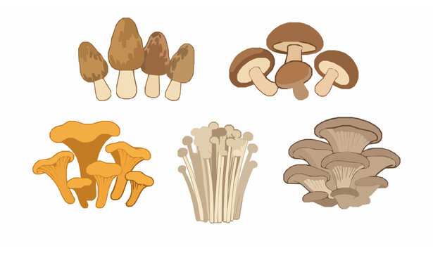 Botanical mushroom collection with edible fungi morel chanterelle shiitake oyster and enoki detailed vector