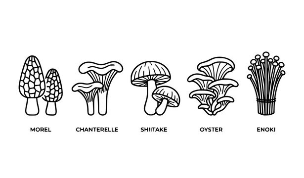 Minimal mushroom line icon set with edible fungi morel chanterelle shiitake oyster and enoki vector